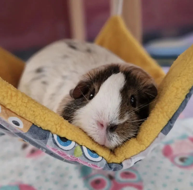Meerschweinchen genießt den Schatten unter einem Busch an einem warmen Sommertag