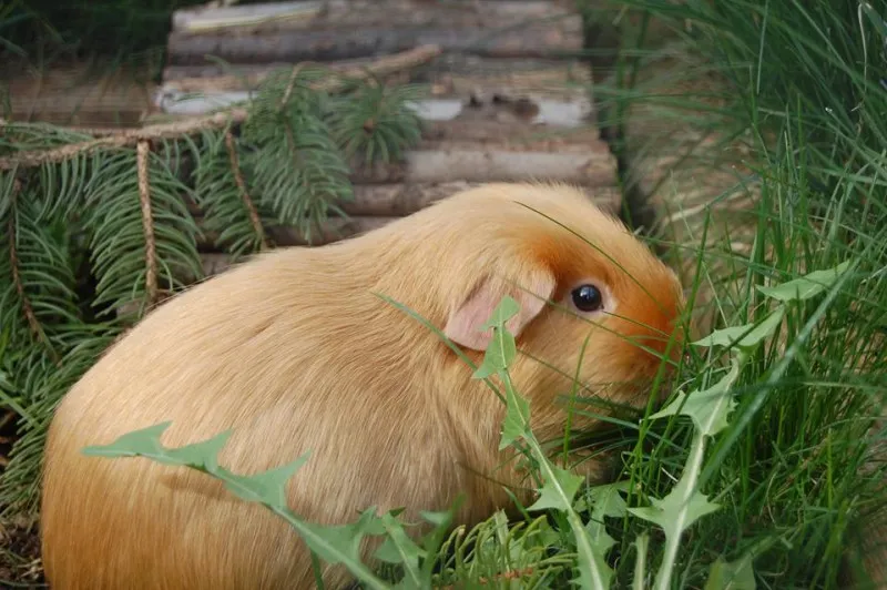 Meerschweinchen mit glänzendem Fell (Satin), das die Erbkrankheit Osteodystrophie tragen kann und starke Knochenschmerzen verursacht.