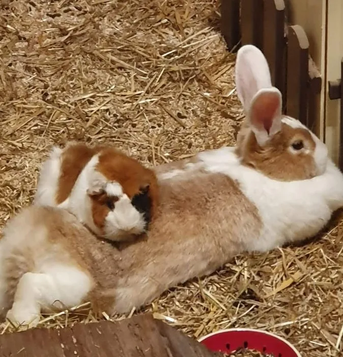 Meerschweinchen nutzen Kaninchen im Winter gerne als Wärmflasche.