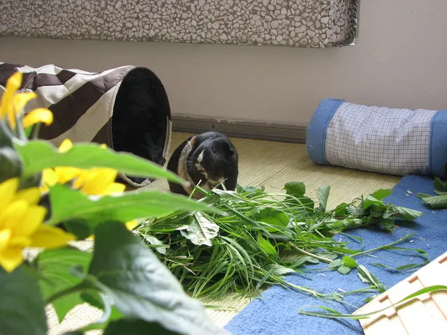 Meerschweinchen suchen an einem heißen Tag Schutz im Schatten.