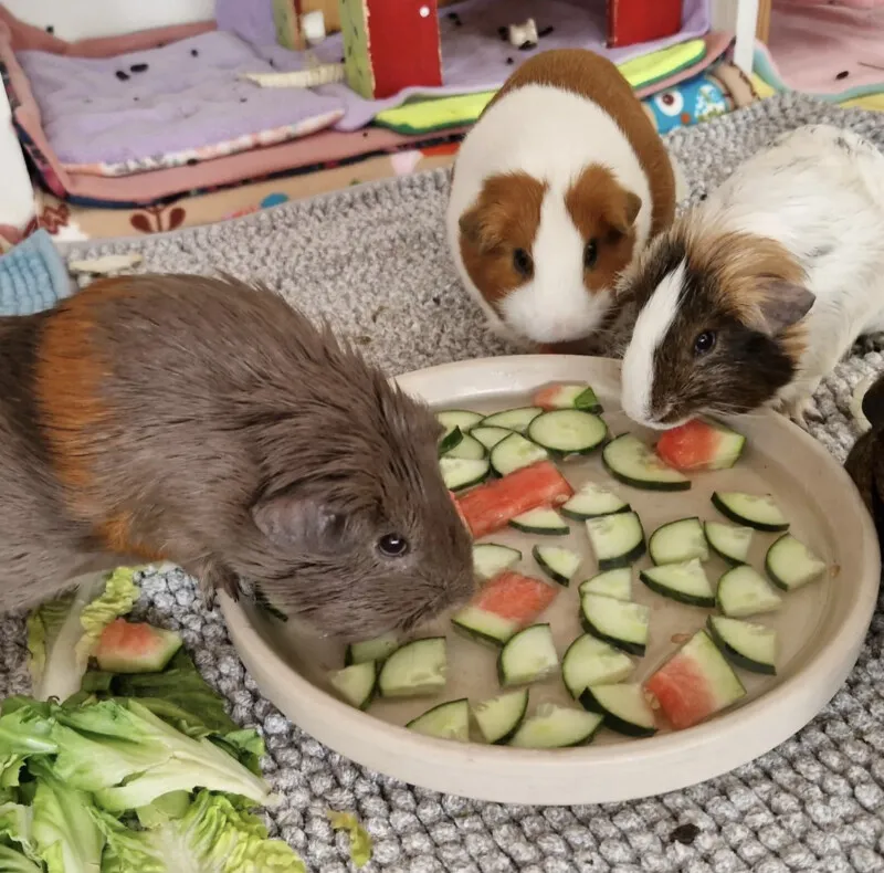 Meerschweinchen trinkt erfrischendes Wasser aus einem Napf an einem warmen Tag