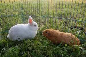 Meerschweinchen und Kaninchen bewegen sich auf großer Fläche getrennt voneinander.