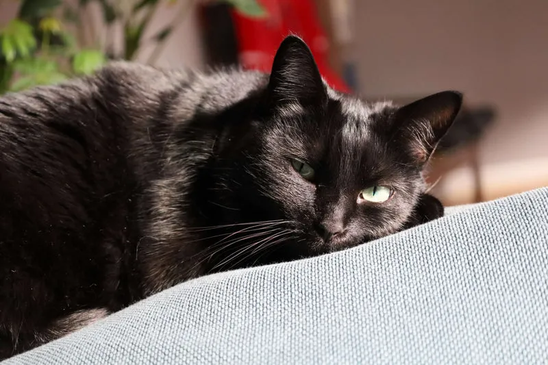 Mehrere schwarze Katzen sitzen friedlich nebeneinander und strahlen eine positive Aura aus.