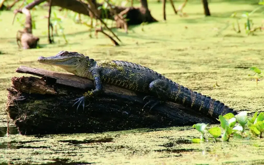 Mein Foto eines Krokodils in Caddo Lake im Frühling