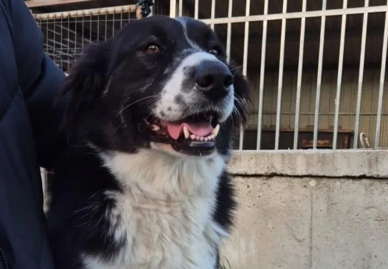 Milou sucht Puzzlestück