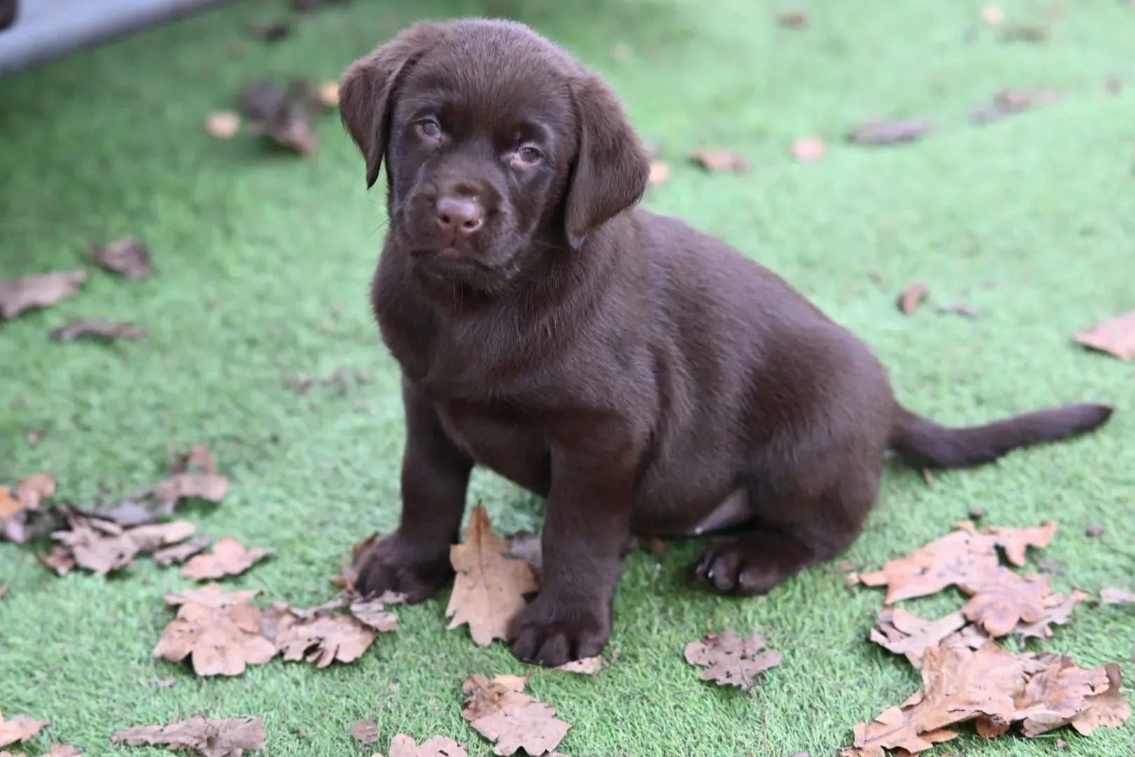 Mogli, ein Foxred Labrador Welpe