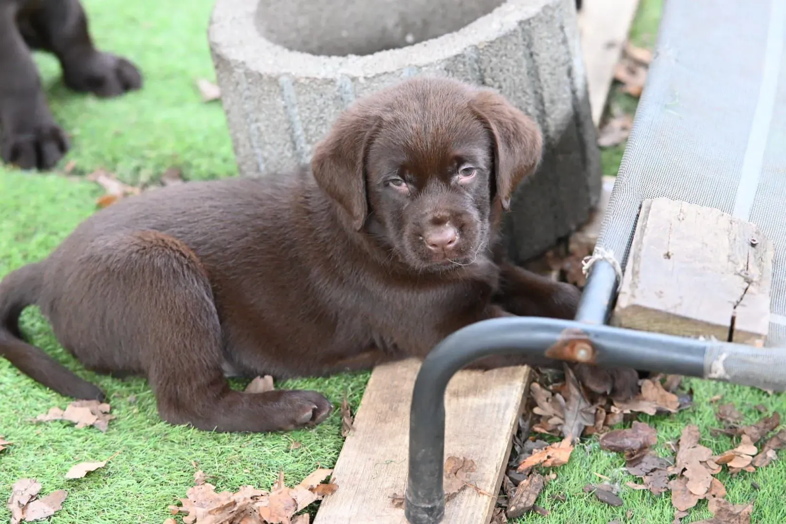 Mogli in seinem Körbchen