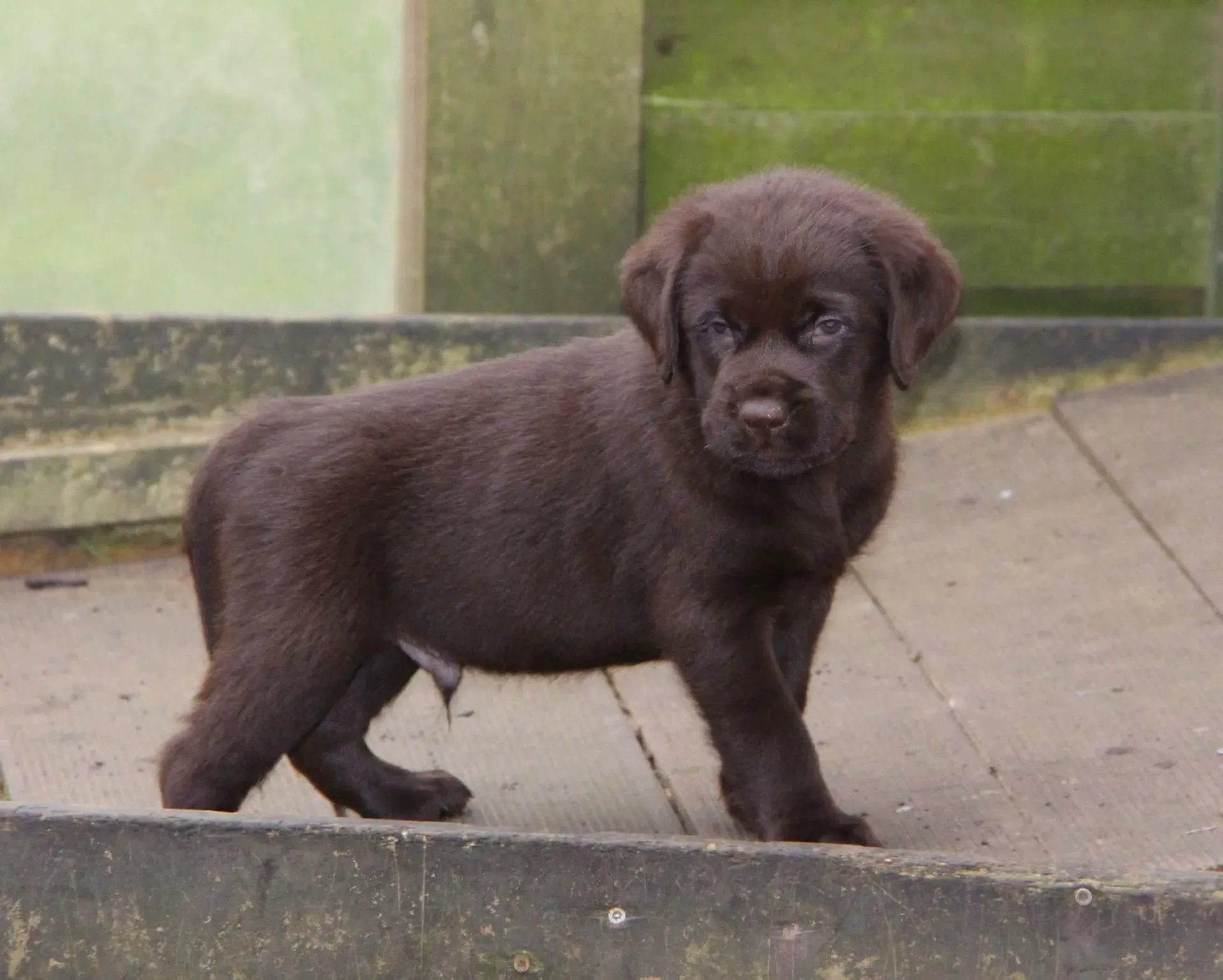 Mogli spielt mit seinen Geschwistern