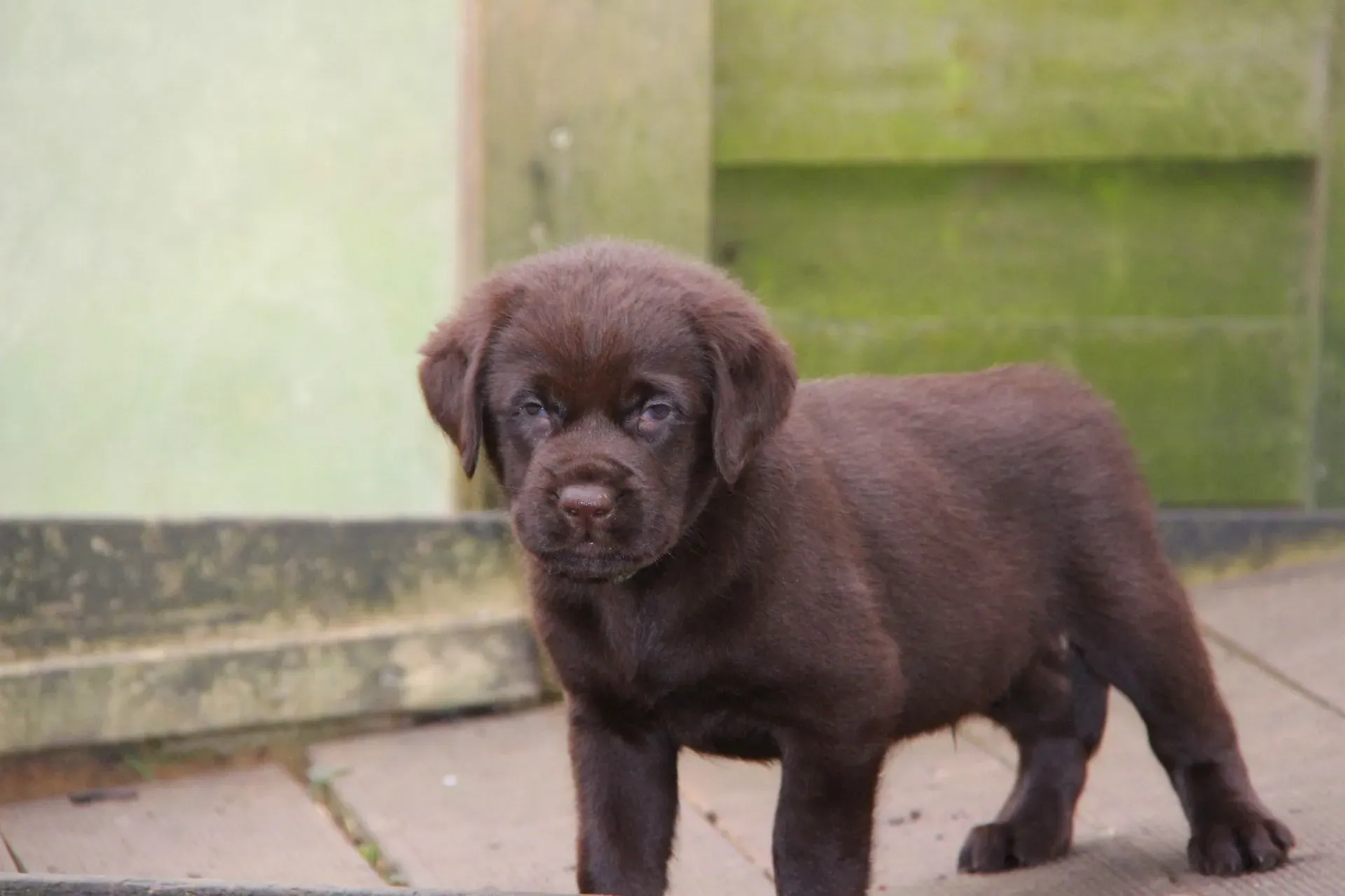 Mogli während der tierärztlichen Untersuchung