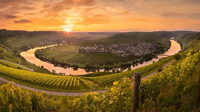 Mosel-Weinlandschaft mit Reben