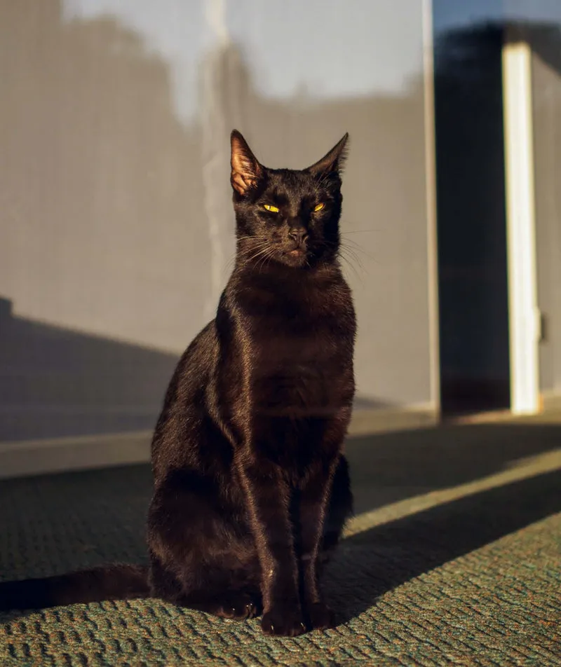 Nahaufnahme des Gesichts einer schwarzen Katze mit leuchtend gelben Augen.