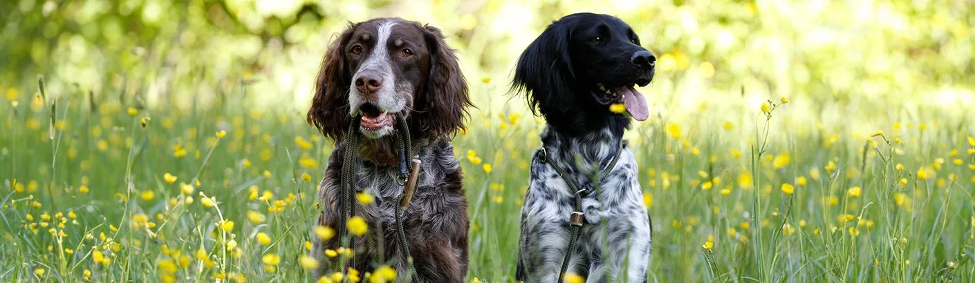 Nahaufnahme einer geflochtenen Moxonleine, die die hochwertige Verarbeitung und das Material hervorhebt.