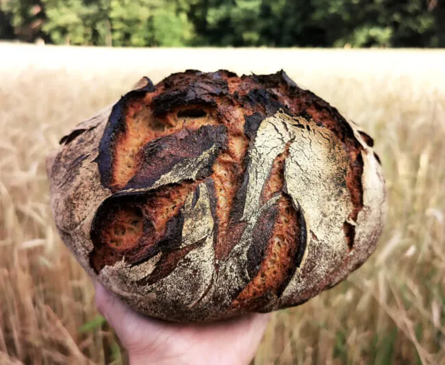 Nahaufnahme einer knusprigen Brotkruste mit Joghurt, die ihre Textur bewahrt hat