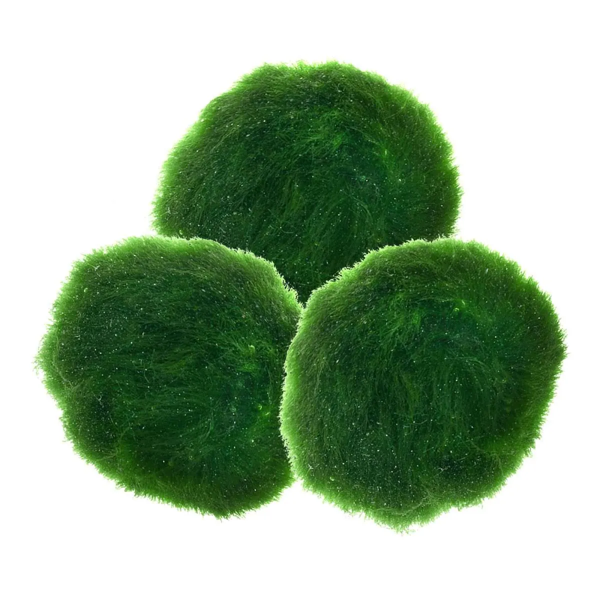 Nahaufnahme einer Marimo Mooskugel (Aegagropila linnaei) in voller Pracht