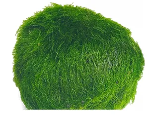 Nahaufnahme einer zerteilten Mooskugel Marimo (Aegagropila linnaei) für die Vermehrung