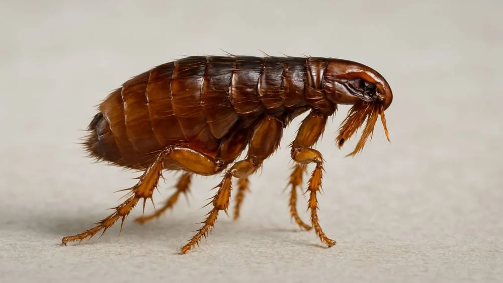 Nahaufnahme eines Hundeflohs im Fell