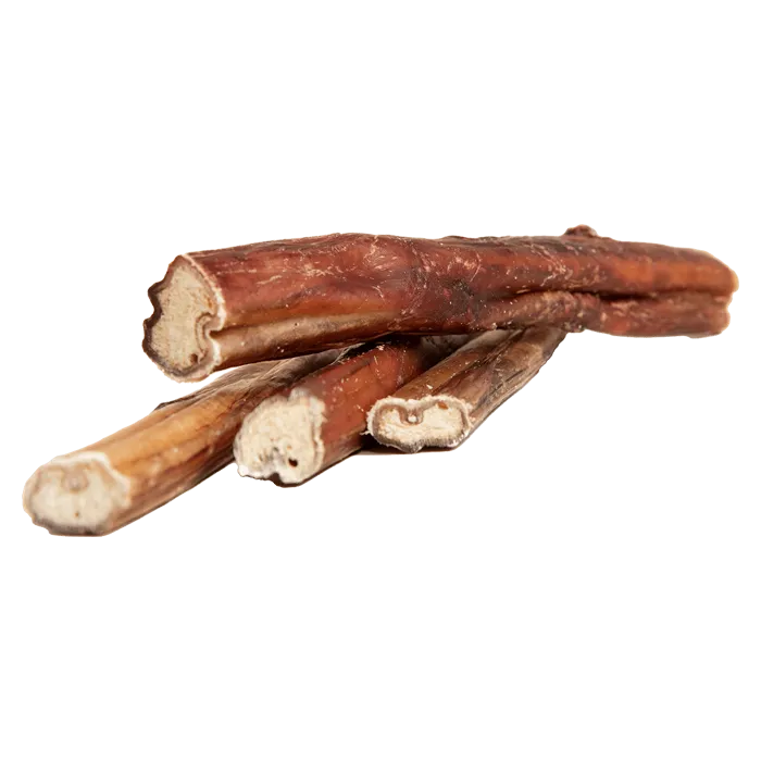 Nahaufnahme eines Hundes, der genüsslich auf einem Ochsenziemer kaut