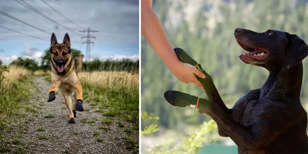 Nahaufnahme eines Hundes mit gut sitzenden Booties an den Pfoten