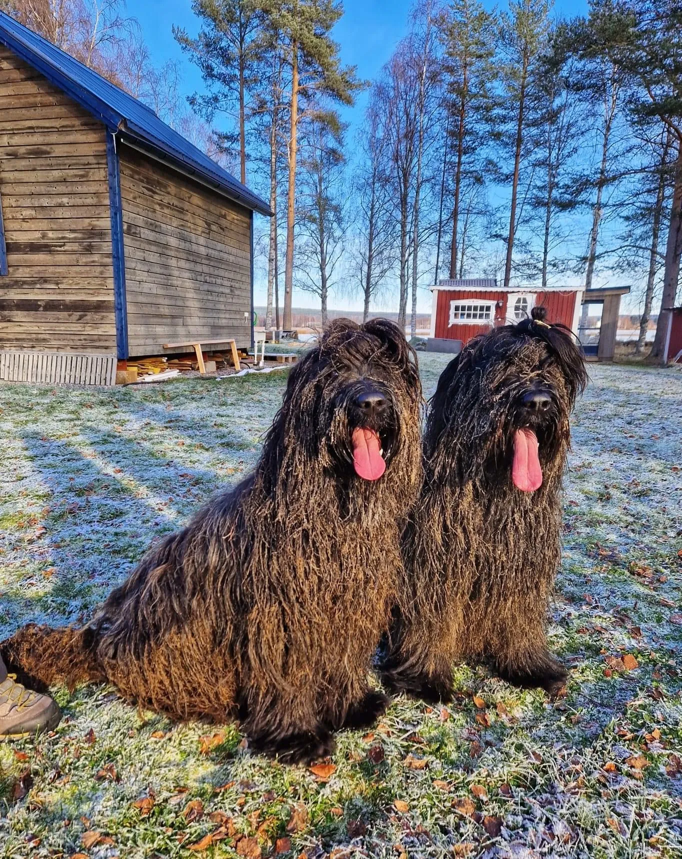 Noemi bei Briard-Spaziergang in Bayern
