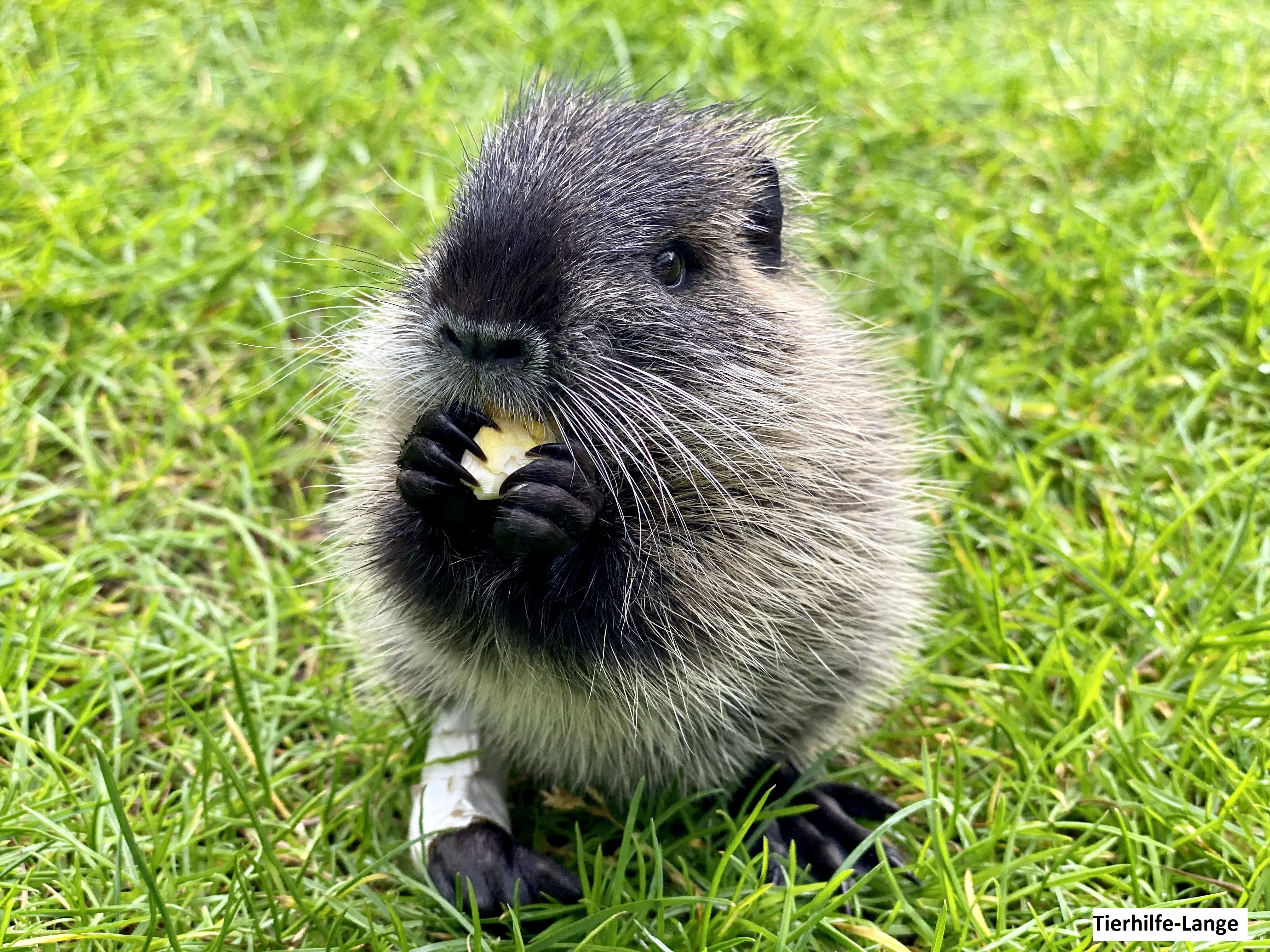 Nutria namens Hermine, zeigt das natürliche Aussehen und die Präsenz dieser Wildtiere