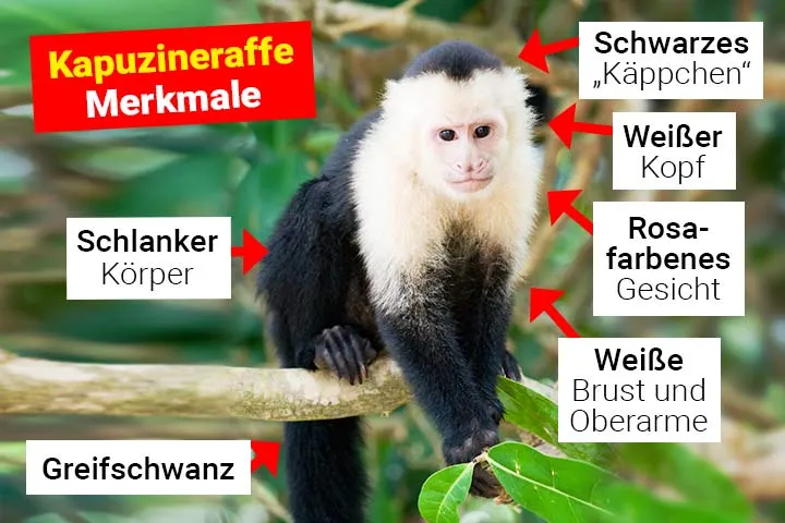 Panama-Kapuzineraffe mit Greifschwanz