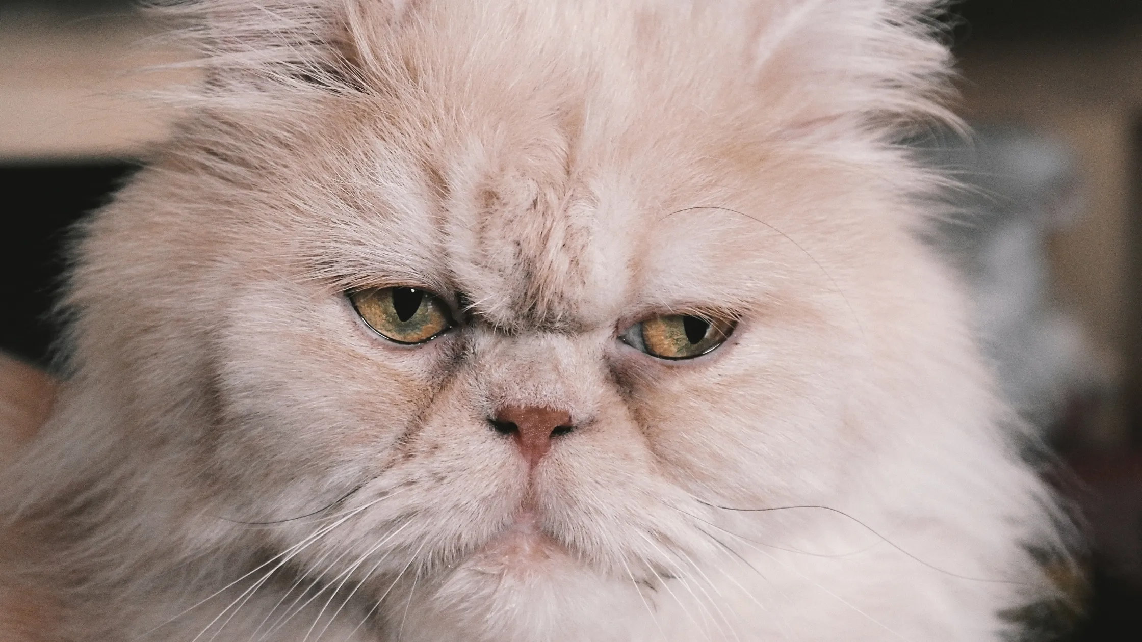 Peke-Face Perserkatze