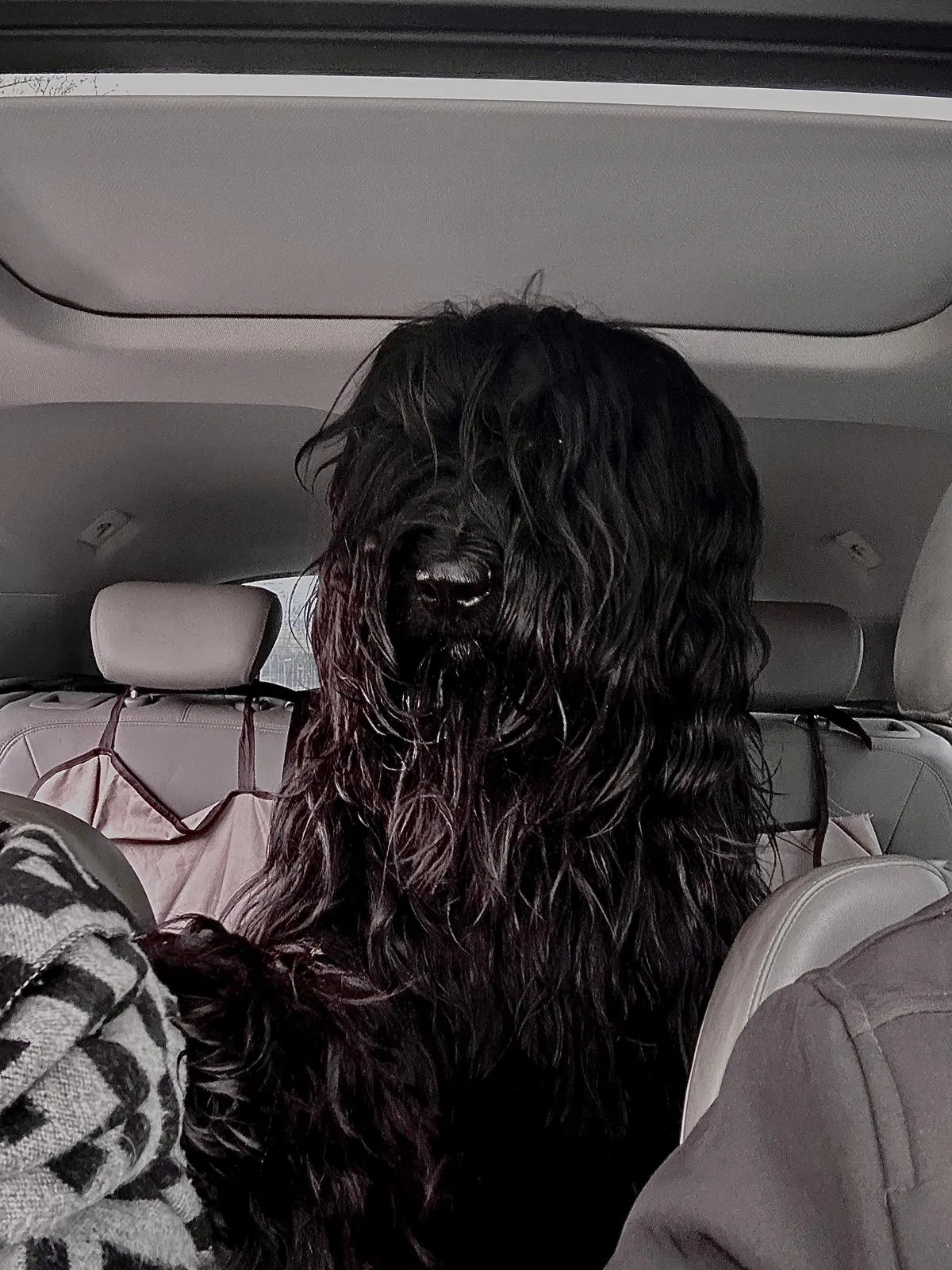 Pepper hinter der Bühne am Wörthersee