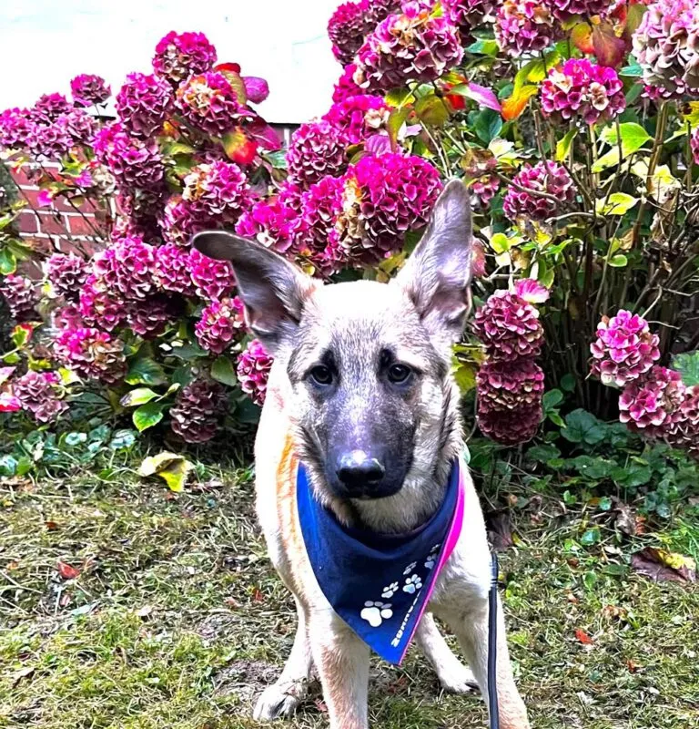 Peppino sucht Abenteuer