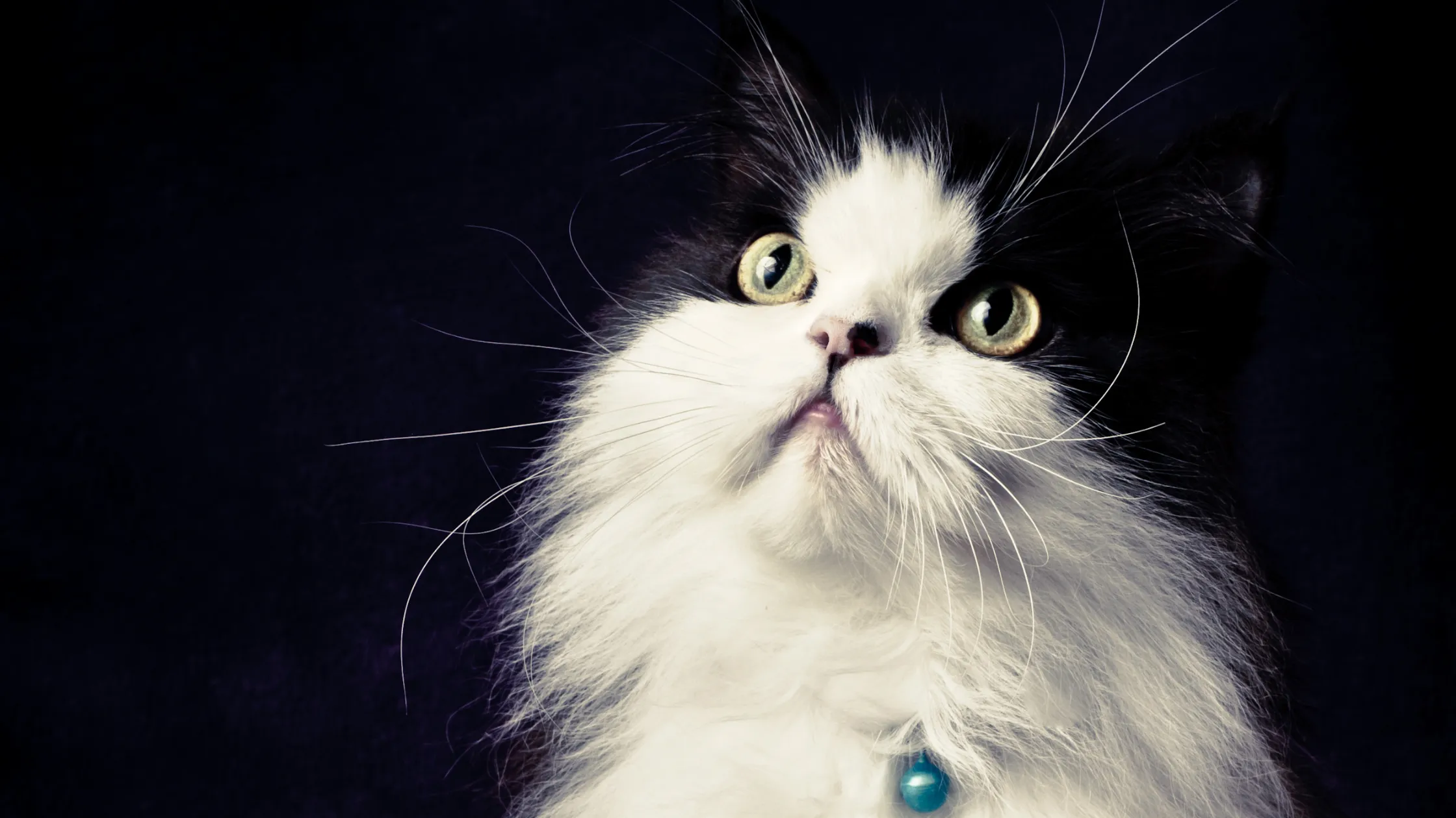 Perserkatze mit Puppengesicht