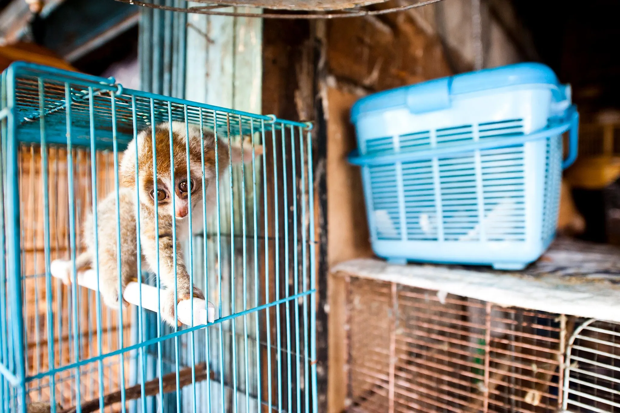 Plumploris werden auf dem Borito Market in Jakarta (Indonesien) ganz öffentlich verkauft, obwohl sie gesetzlich eigentlich geschützt sind.