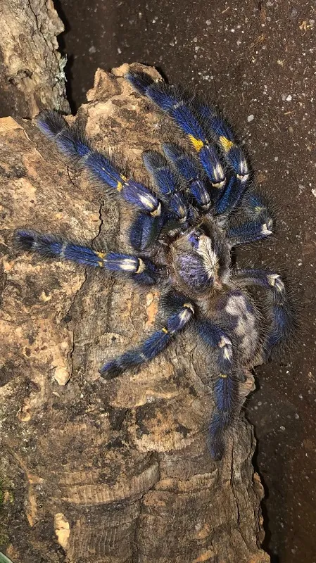 Poecilotheria metallica