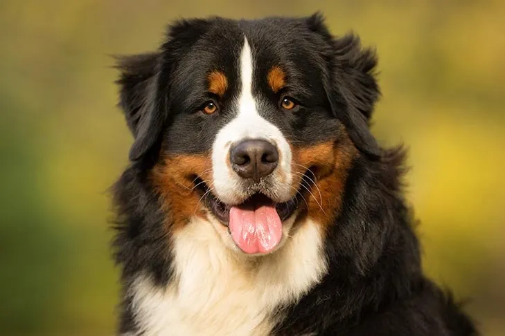 Porträt eines Berner Sennenhundes im Freien