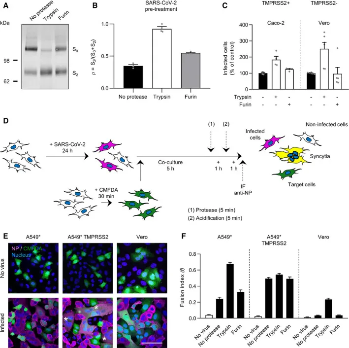 Proteolytische Aktivierung und Fusion durch SARS-CoV-2