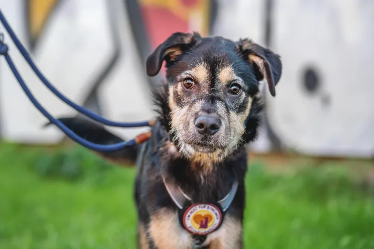 Puri braucht neues Zuhause