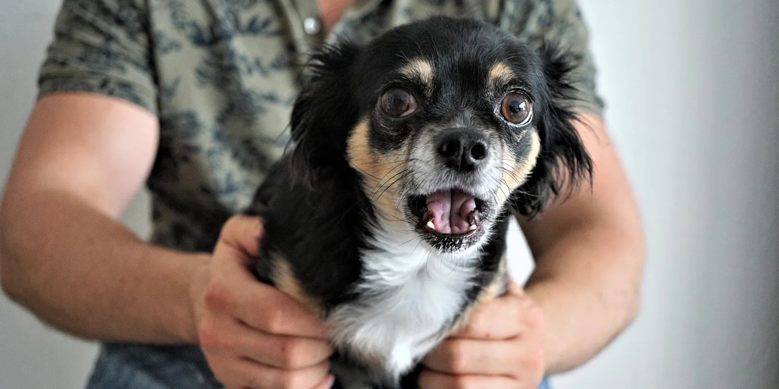 Qualzucht im Fokus: Teacup-Hunde