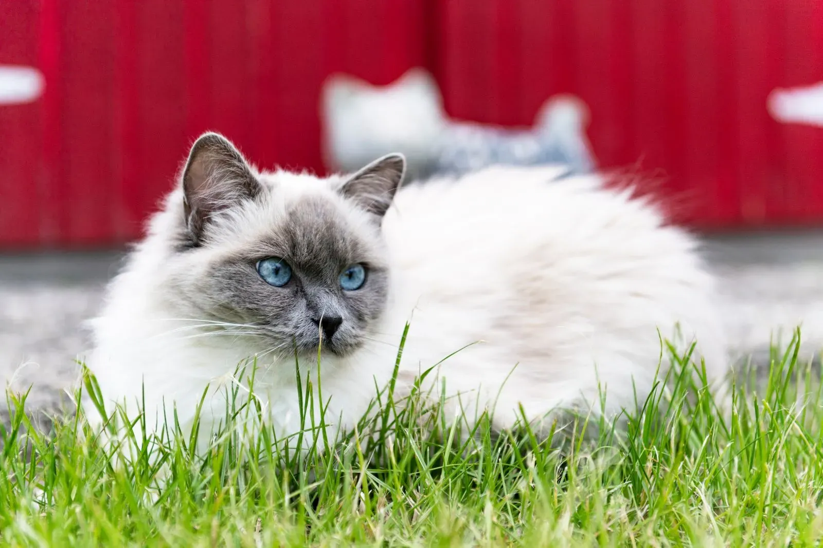 Ragdoll Katze mit blauen Augen