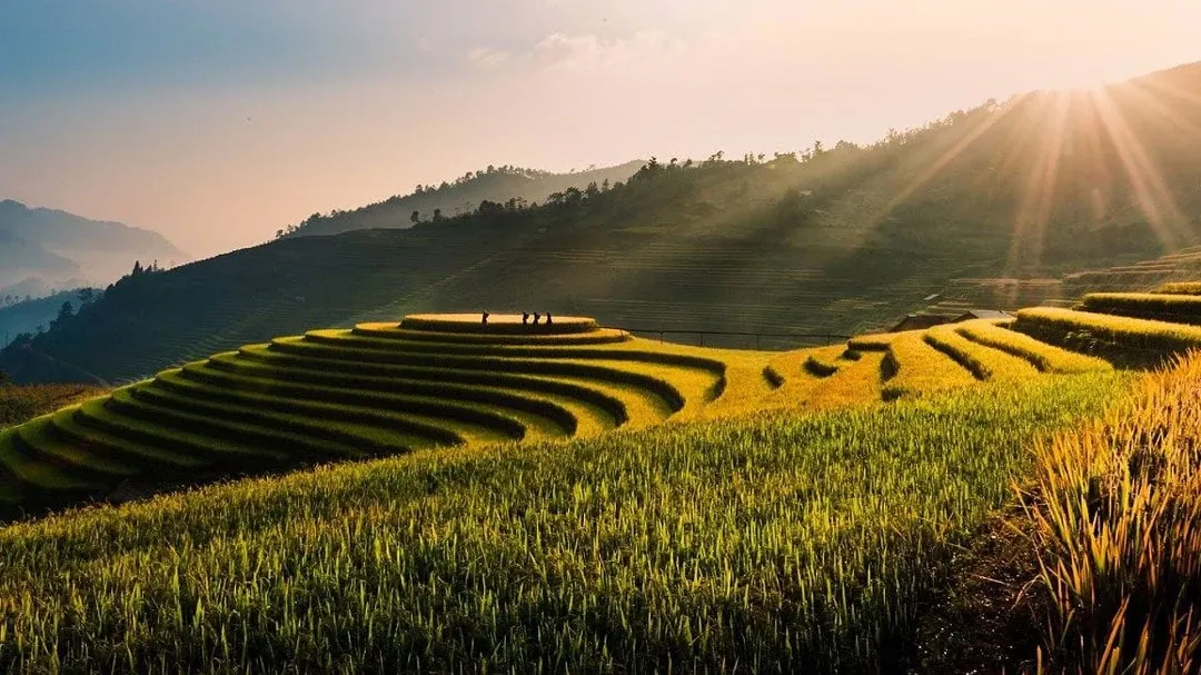 Reisterrassen in Vietnam