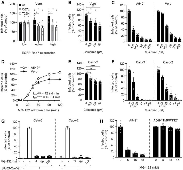Rolle reifer Endosomen bei SARS-CoV-2-Eintritt