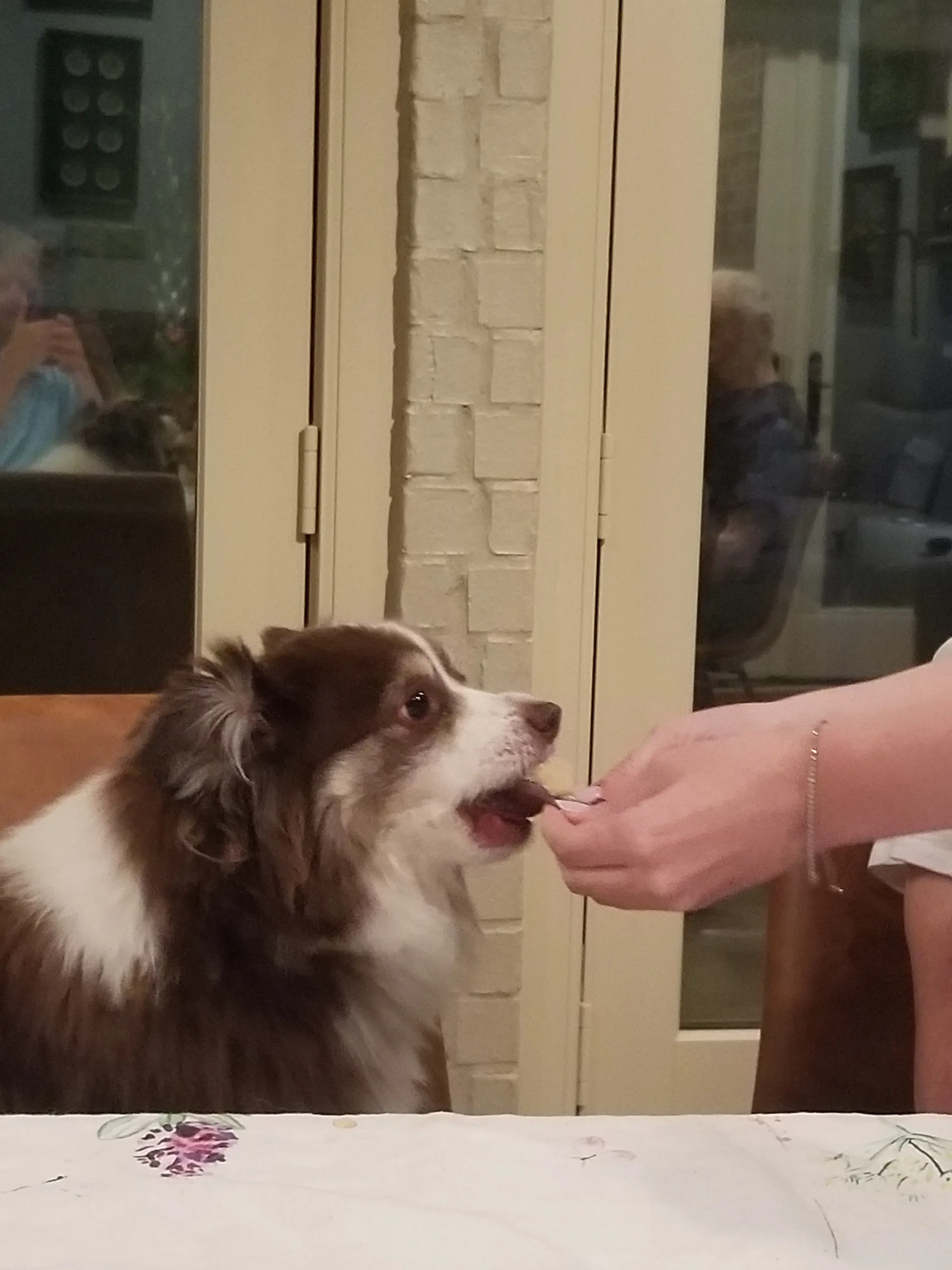 Rollo, unser Mini Australian Shepherd, bekommt seinen Pupcake gereicht.