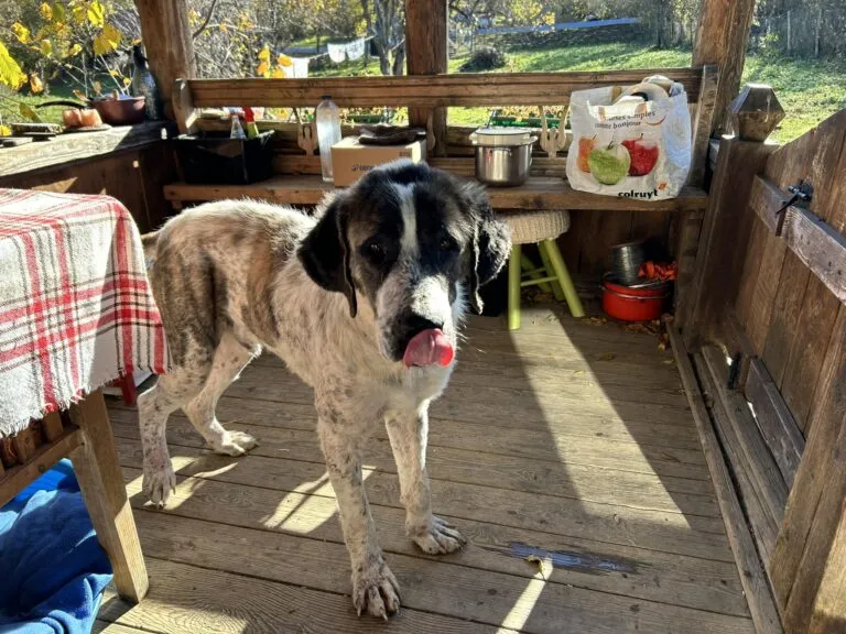 Sanfter Riese Clooney