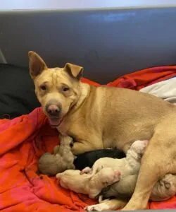 Schneewittchen mit ihren Welpen in sicherer Obhut