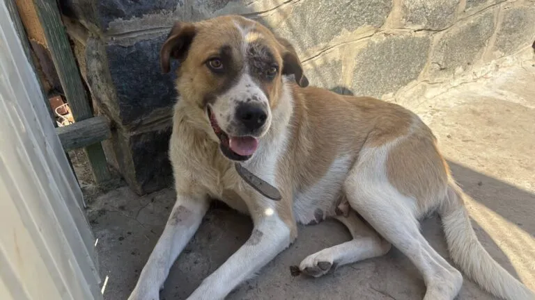 Schönheitskönigin Annie