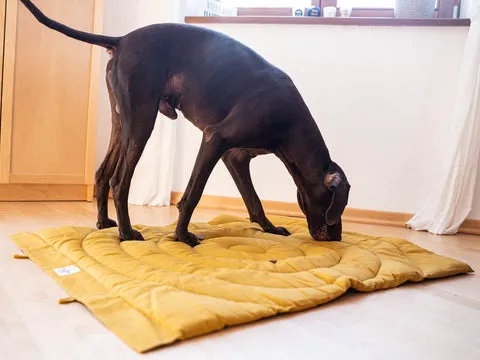 Schritt 2: Alle vier Pfoten auf der Decke.