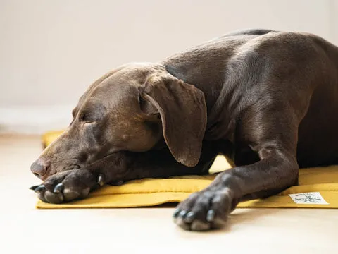 Schritt 6: Mehr Zeit auf der Decke verbringen.