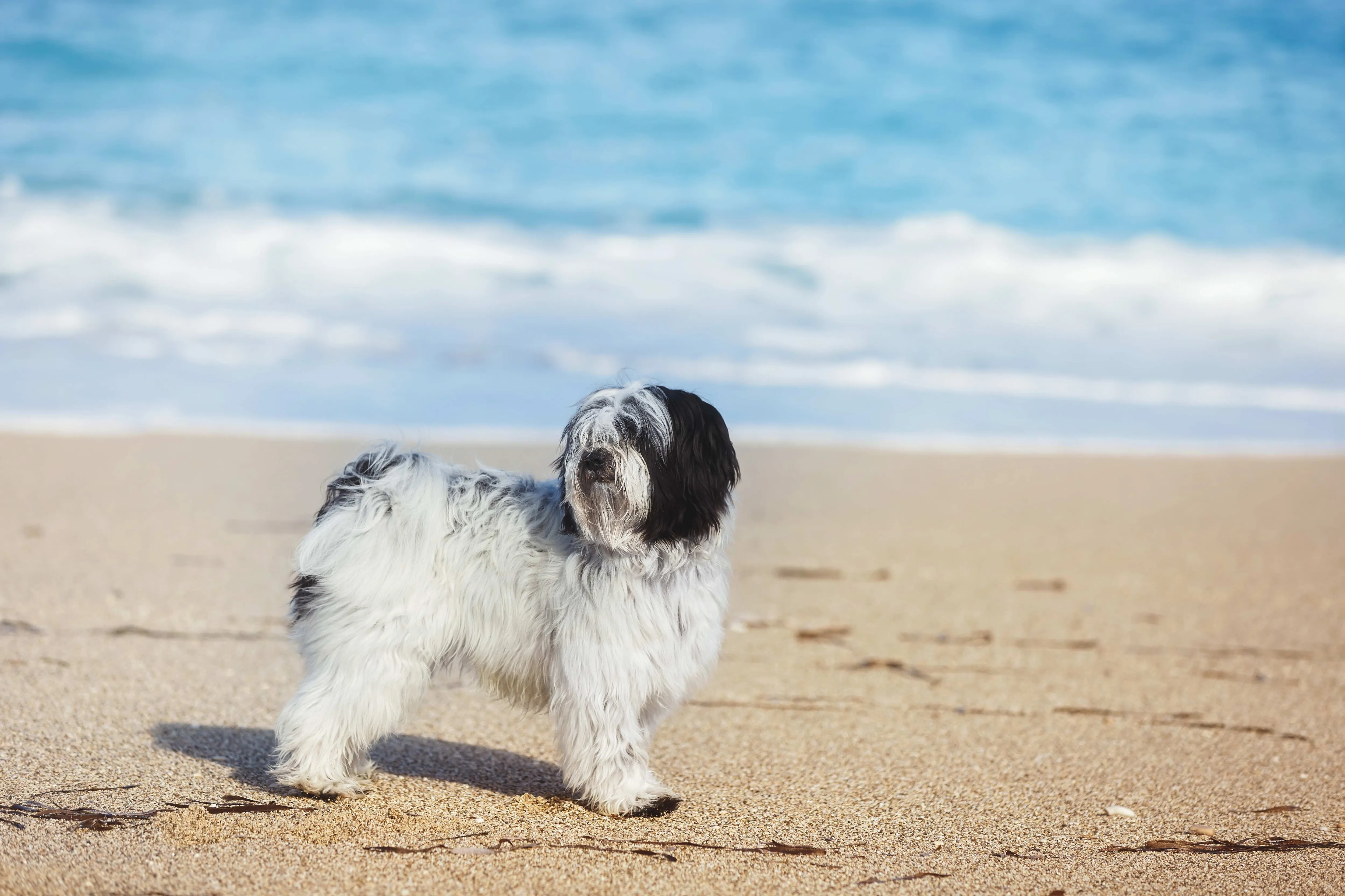 Schwarz-weißer Tibet-Terrier am Strand