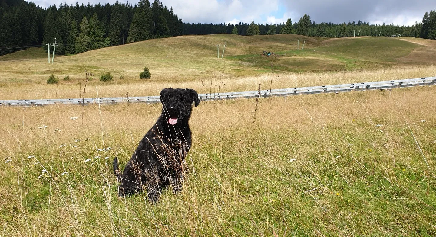 Schwarzer Hund auf einer Sommerwiese im Schwarzwald