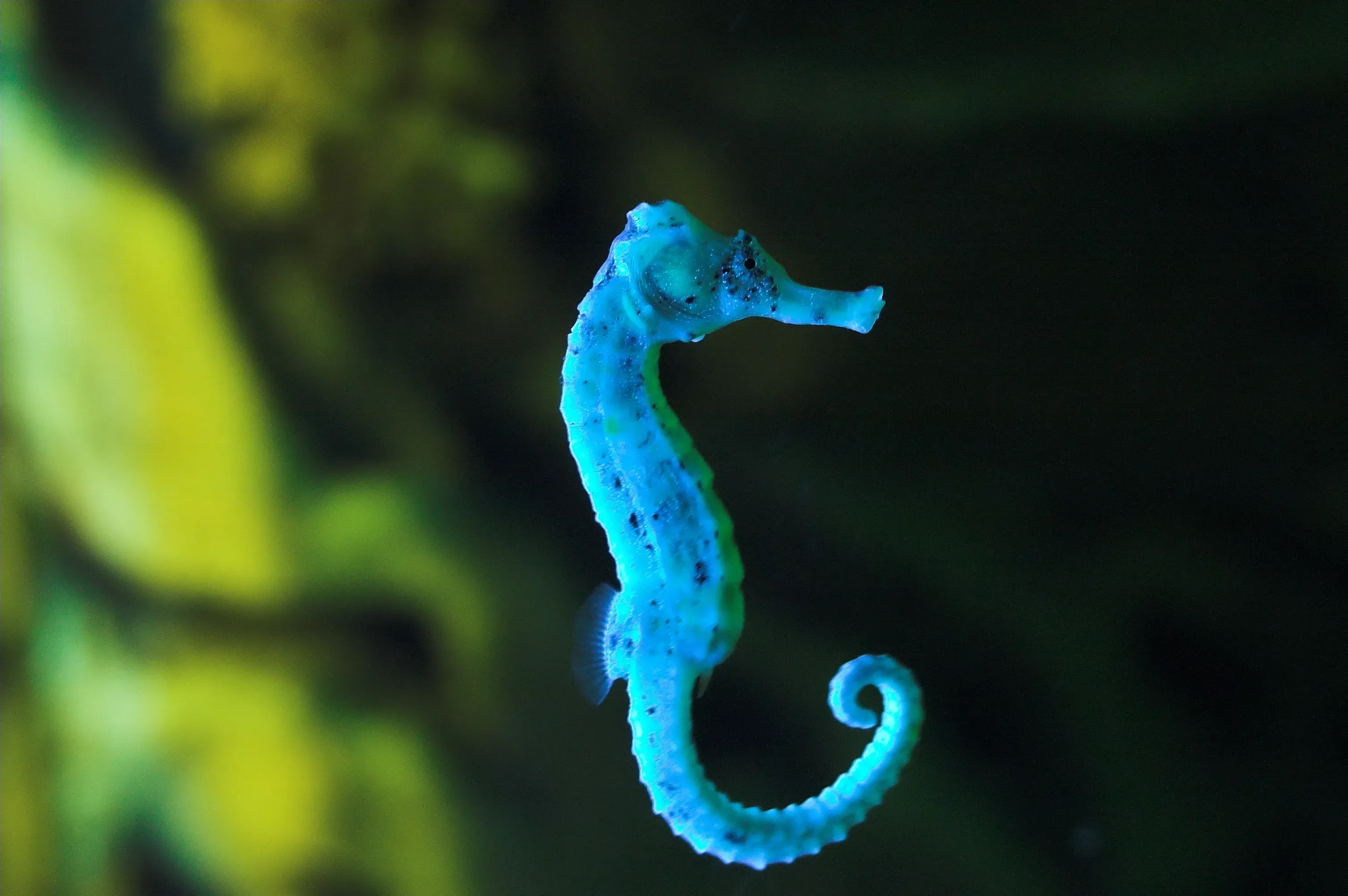 Seepferdchen im Korallenriff