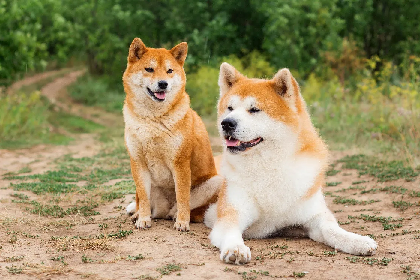 Shiba Inu und Akita Inu im Vergleich, der Shiba ist deutlich kleiner