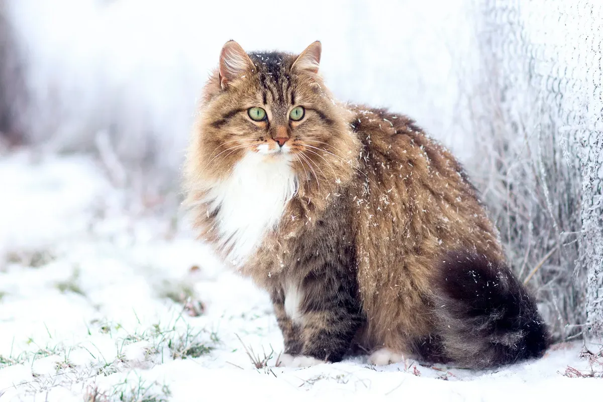 Sibirische Waldkatze mit üppigem Winterfell