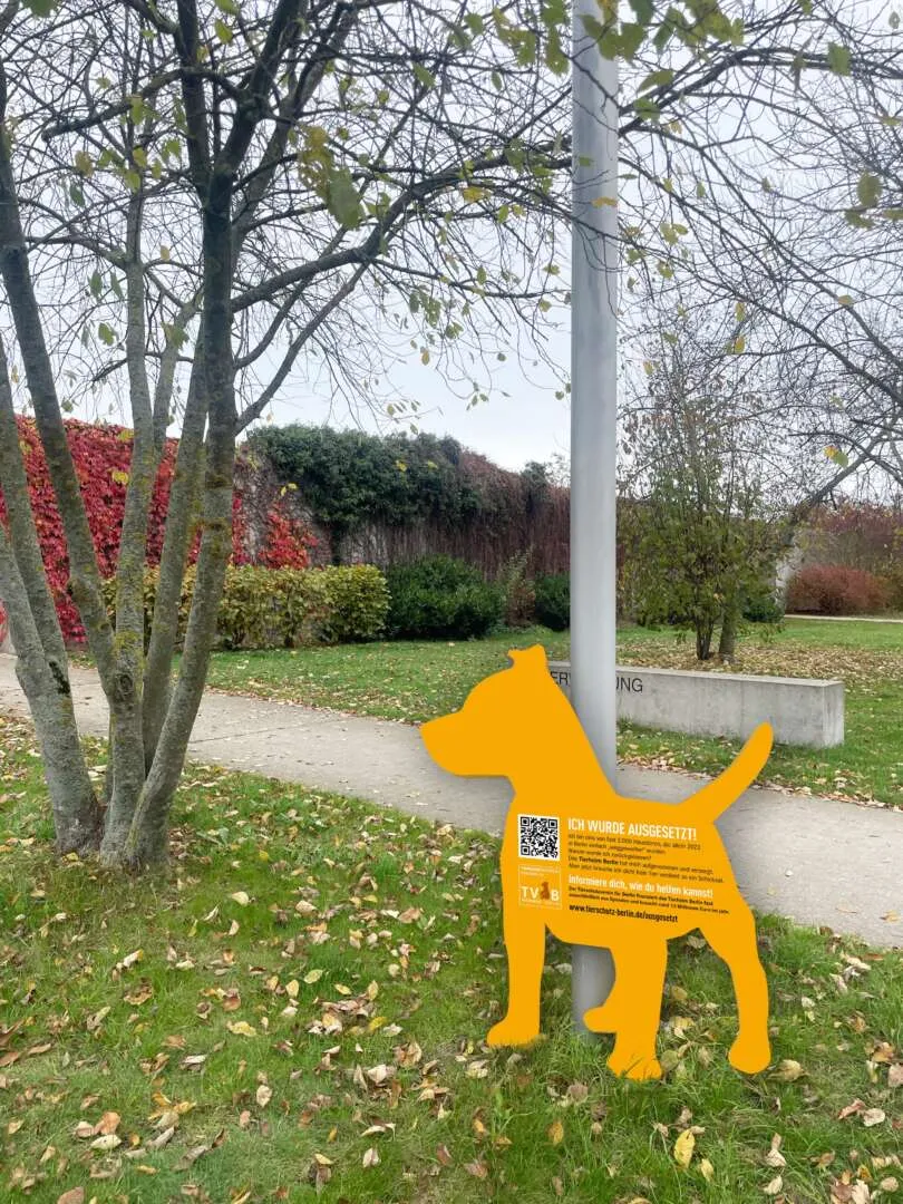 Silhouette eines Hundes vor einem Sonnenuntergang, symbolisch für verlassene Tiere und die Kampagne zur Sensibilisierung der Öffentlichkeit